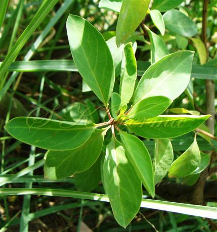  Leaves